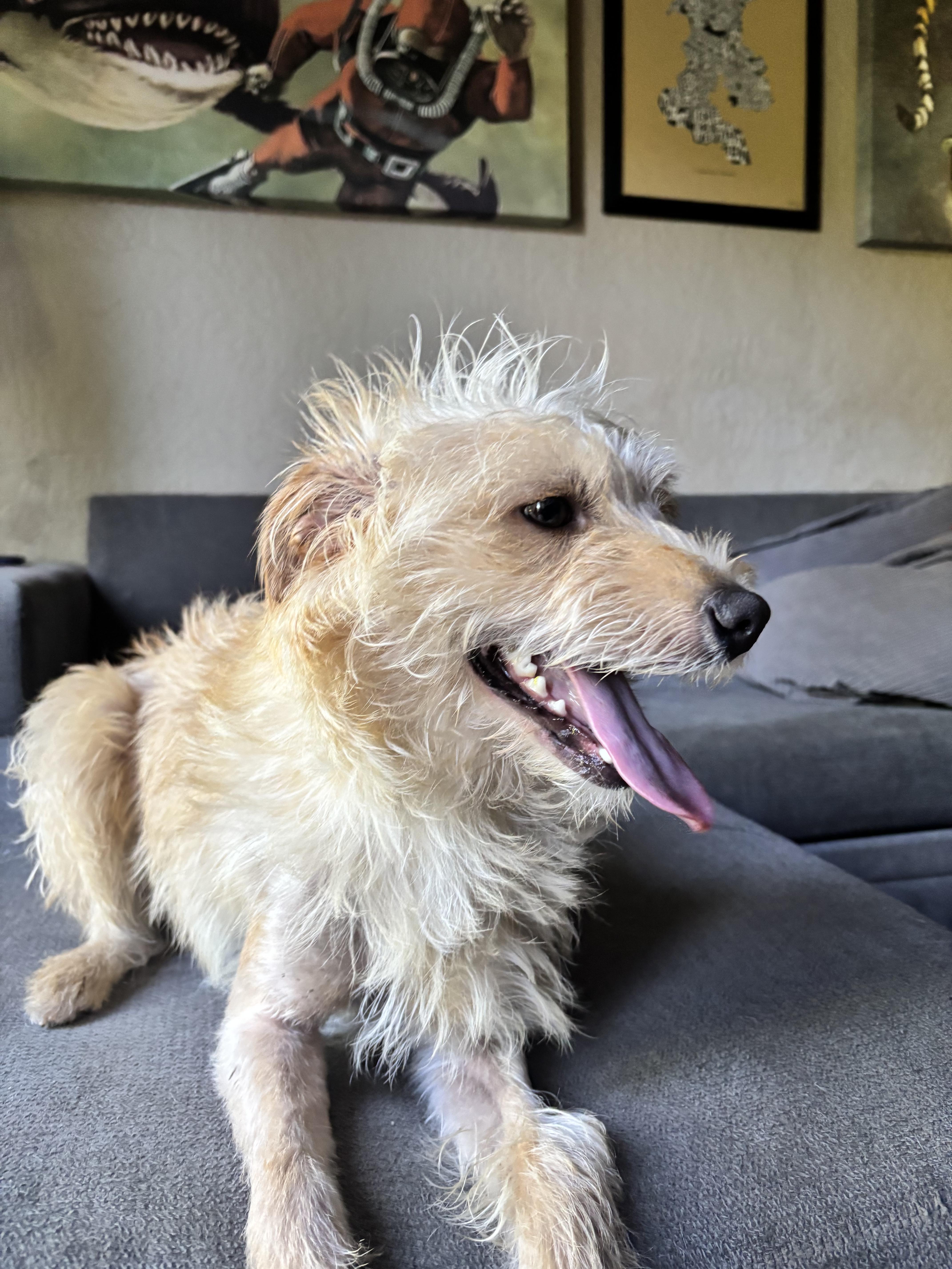 Panko, a ADOPTABLE mixed breed in Penryn, CA image 4/4