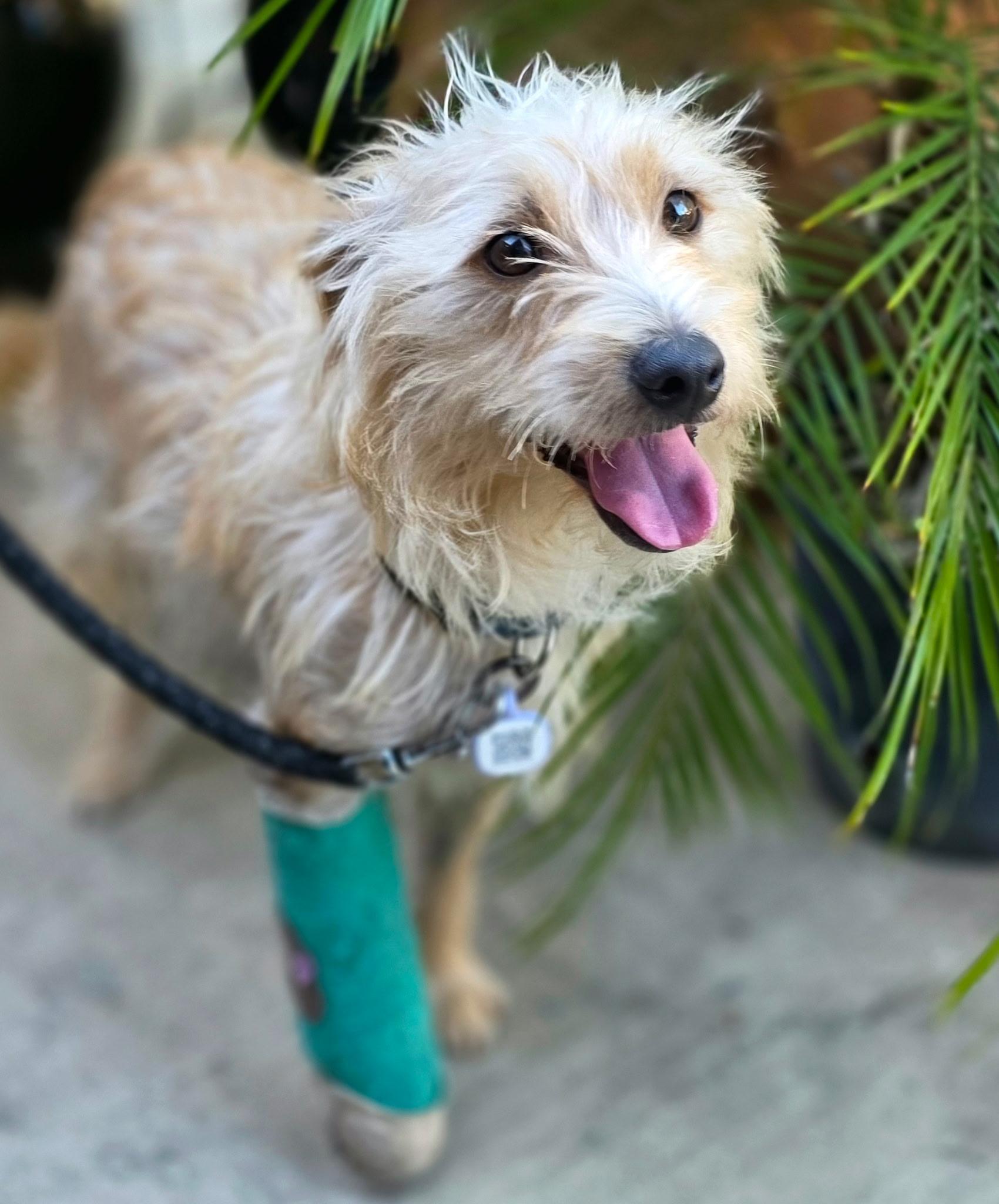 Enlarge Panko, a ADOPTABLE mixed breed in Penryn, CA image 2/4