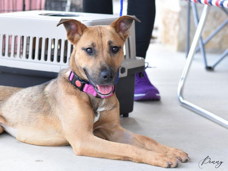 Enlarge Penny, a Adoptable mixed breed in Montgomery, TX image 1/3