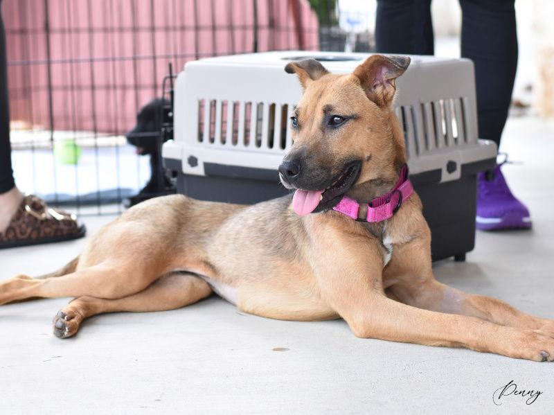 Enlarge Penny, a Adoptable mixed breed in Montgomery, TX image 2/3