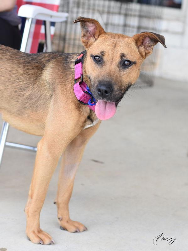 Enlarge Penny, a Adoptable mixed breed in Montgomery, TX image 3/3