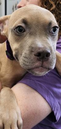 Hershey (purple collar), Adoptable, Young Female American Staffordshire Terrier & Pit Bull Terrier.