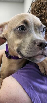 Enlarge Hershey (purple collar), a Adoptable mixed breed in Scotia, NY image 2/2