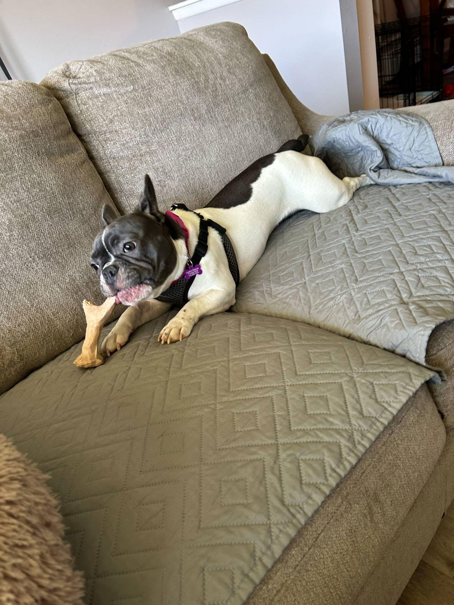 Enlarge Tula, a Adopted French Bulldog in Springville, NY image 1/3