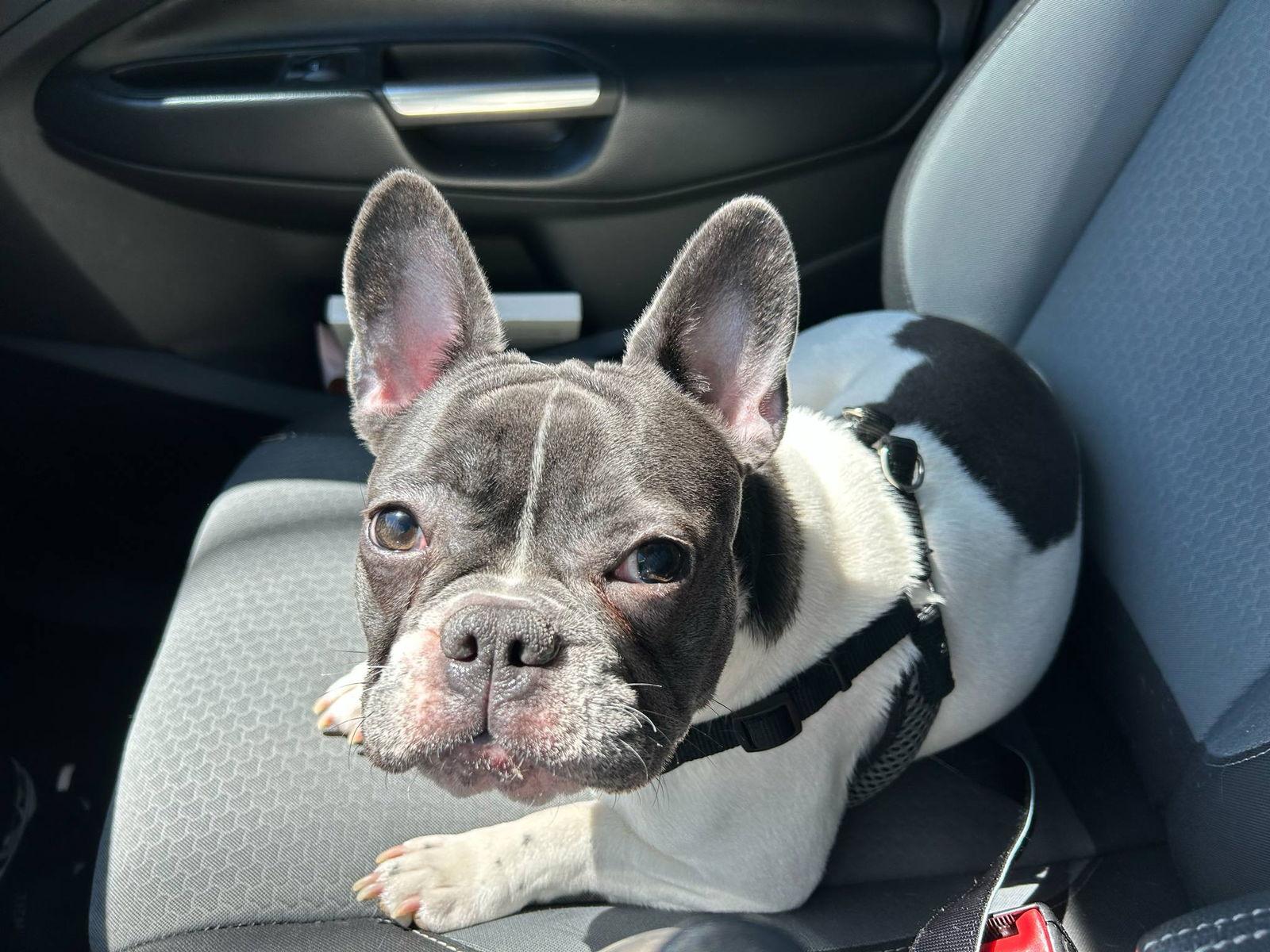 Enlarge Tula, a Adopted French Bulldog in Springville, NY image 2/3