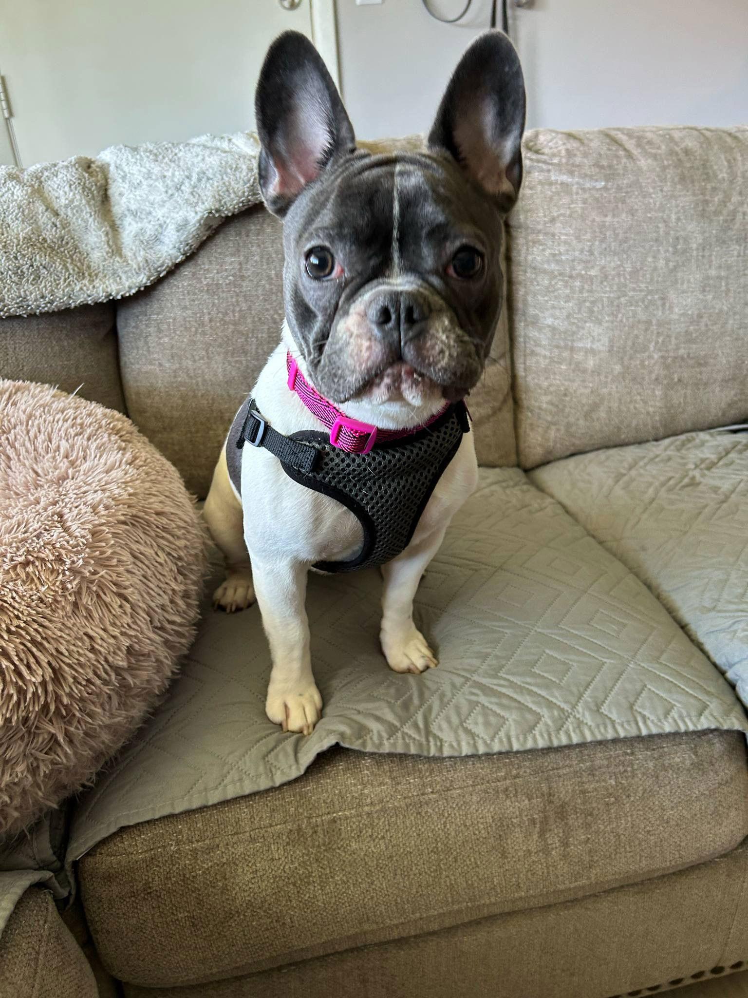 Enlarge Tula, a Adopted French Bulldog in Springville, NY image 3/3