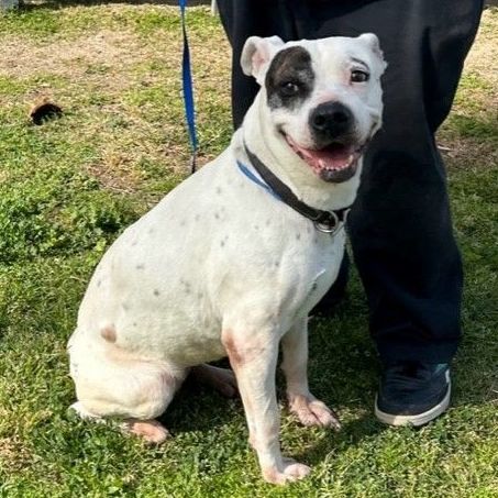 HANNA, a Adoptable American Staffordshire Terrier in Delano, CA image 2/4