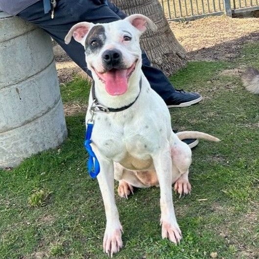 HANNA, Adoptable, Adult Female American Staffordshire Terrier.