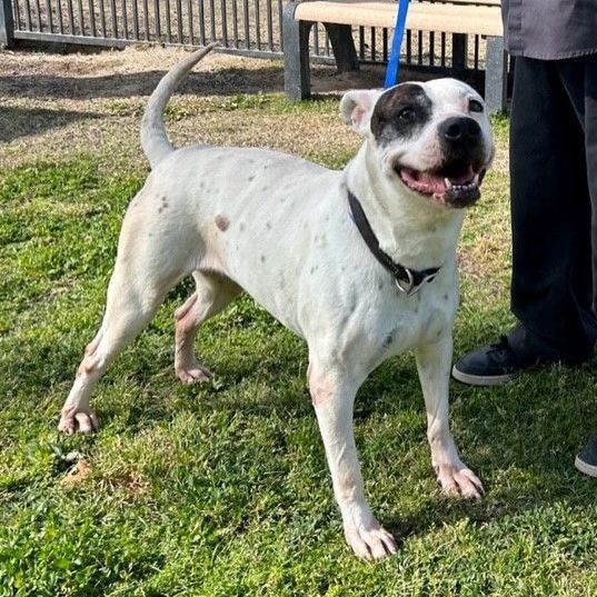 HANNA, a Adoptable American Staffordshire Terrier in Delano, CA image 3/4