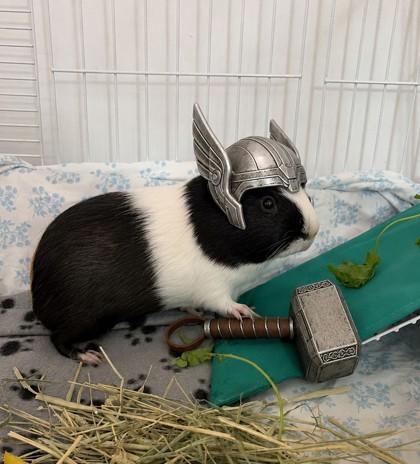 Thor - Available in Foster, Adoptable, Adult Male Guinea Pig.