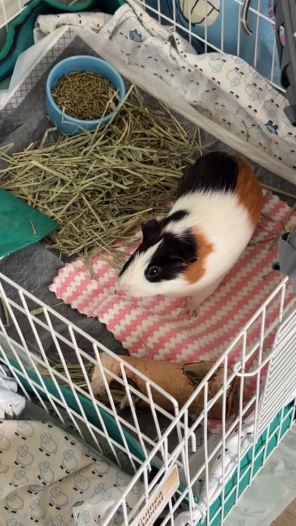 Enlarge Thor - Available in Foster, a Adoptable Guinea Pig in Madison, NJ image 2/3