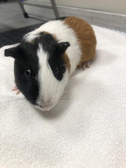 Enlarge Thor - Available in Foster, a Adoptable Guinea Pig in Madison, NJ image 3/3