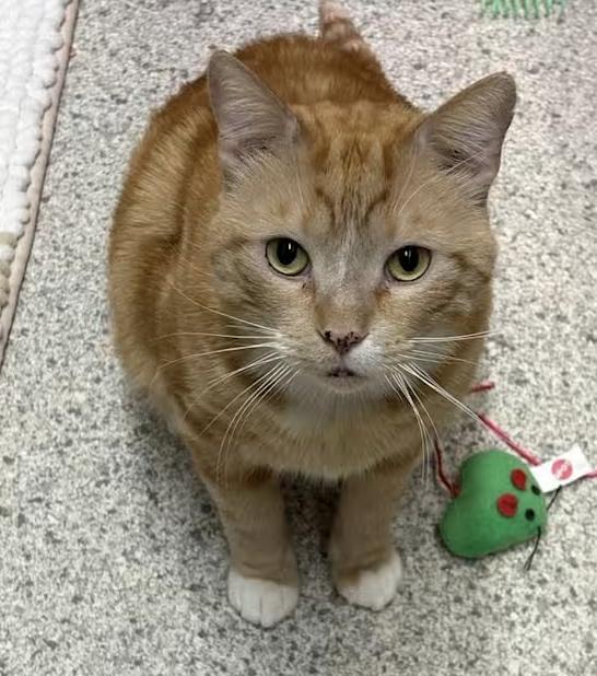 Michael, a Adoptable Domestic Short Hair in Long Beach, NY image 1/6
