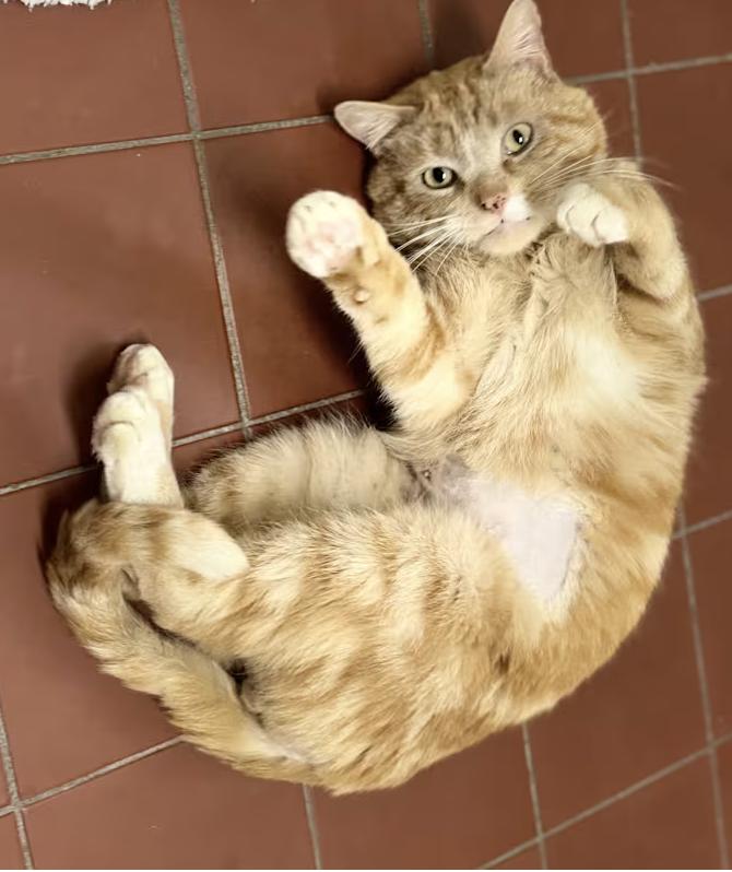 Michael, a Adoptable Domestic Short Hair in Long Beach, NY image 2/6