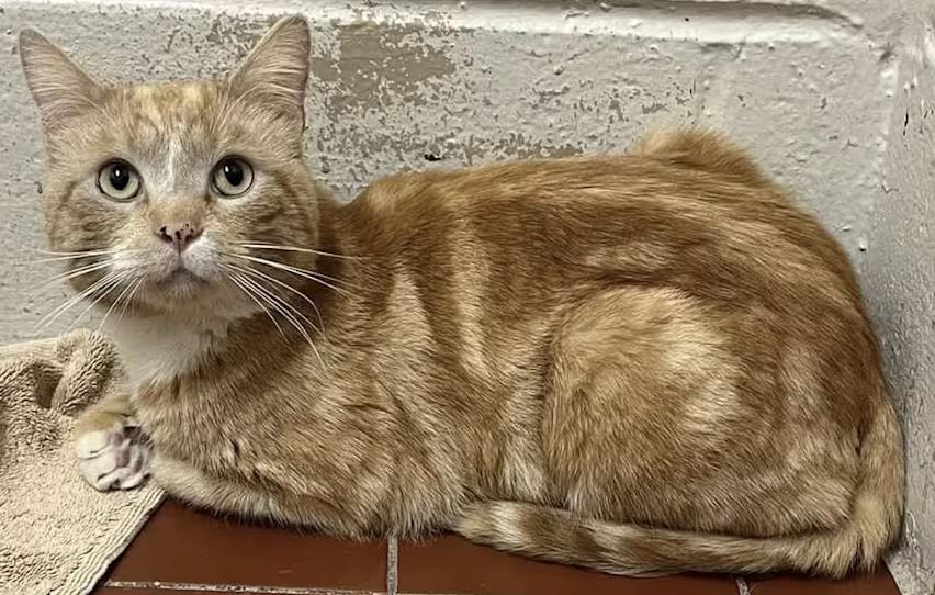 Michael, a Adoptable Domestic Short Hair in Long Beach, NY image 3/6