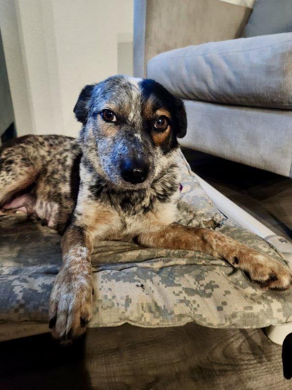 Gypsy, Adoptable, Adult Female Australian Cattle Dog / Blue Heeler.