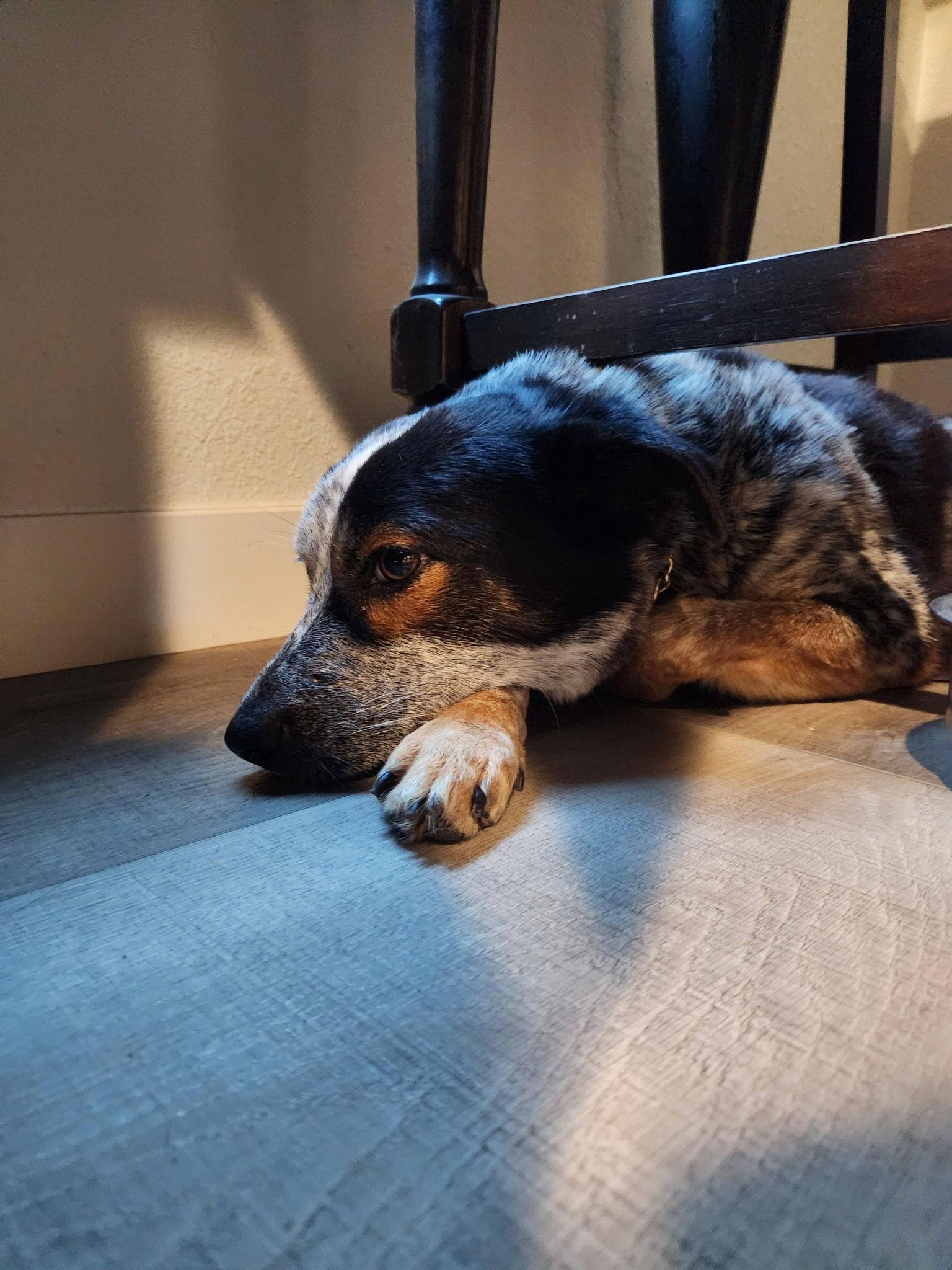 Gypsy, a Adoptable Australian Cattle Dog / Blue Heeler in Paso Robles, CA image 2/3