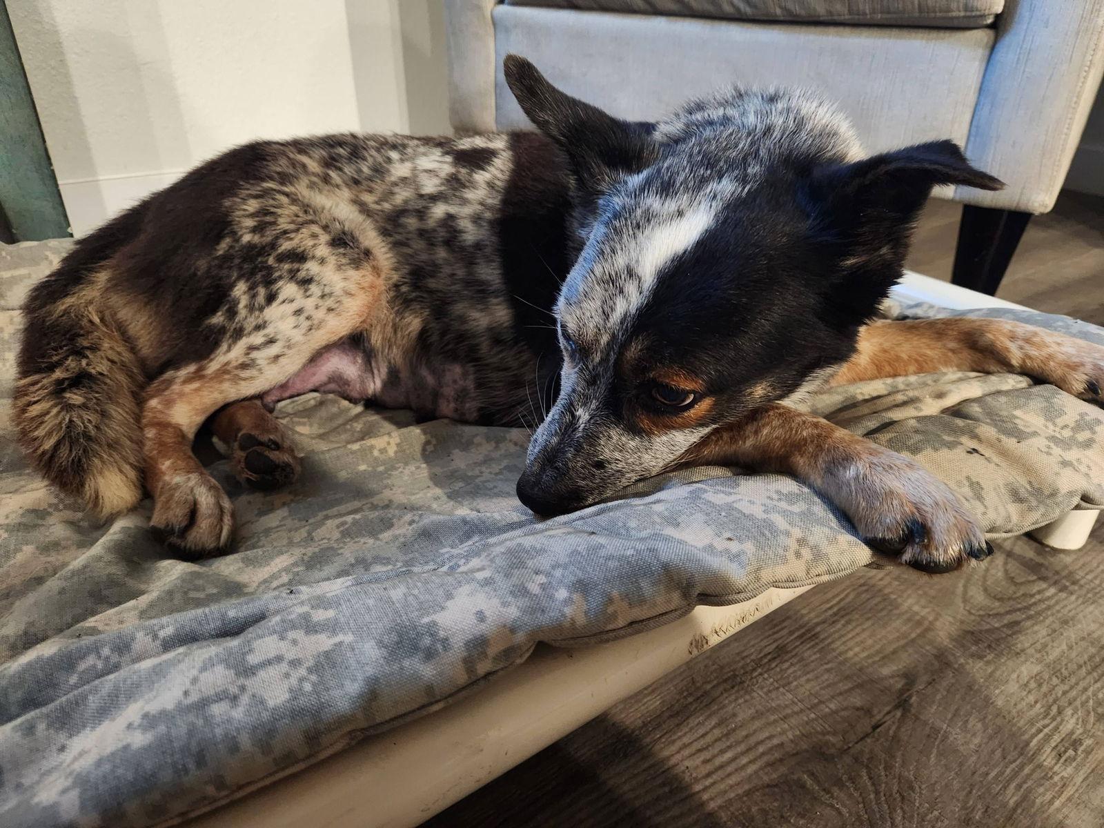 Gypsy, a Adoptable Australian Cattle Dog / Blue Heeler in Paso Robles, CA image 3/3