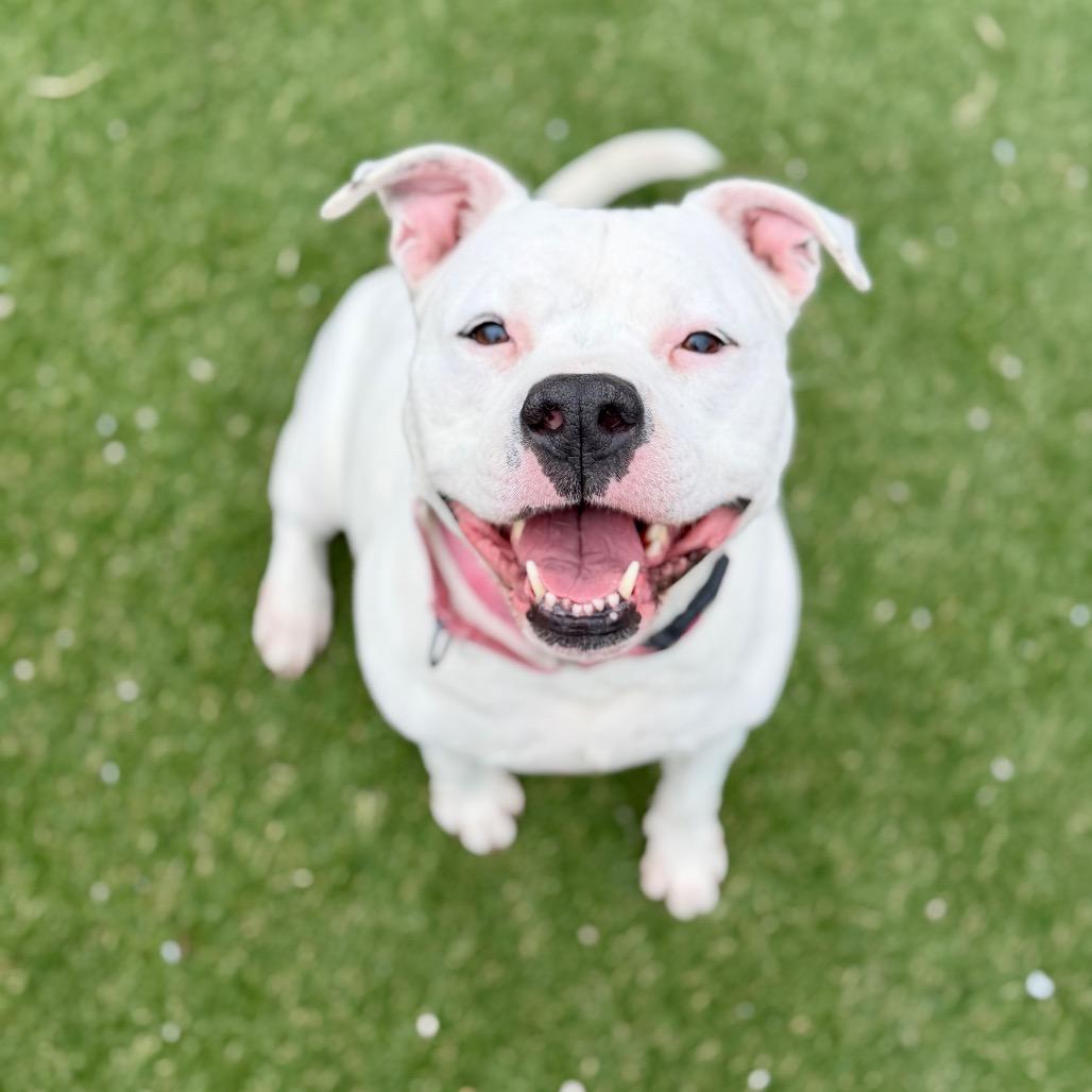 Enlarge Casterly, a Adoptable Pit Bull Terrier in Newport, NC image 1/6