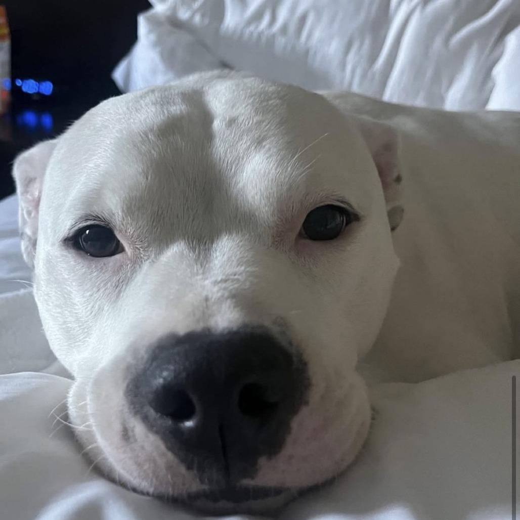 Enlarge Casterly, a Adoptable Pit Bull Terrier in Newport, NC image 1/6