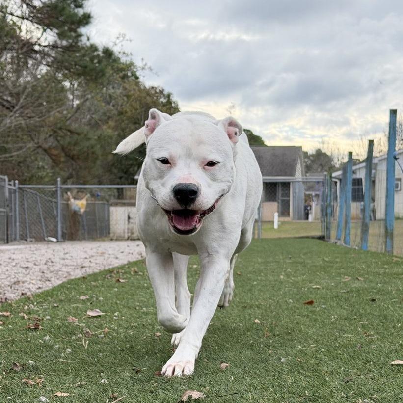 Enlarge Casterly, a Adoptable Pit Bull Terrier in Newport, NC image 1/1