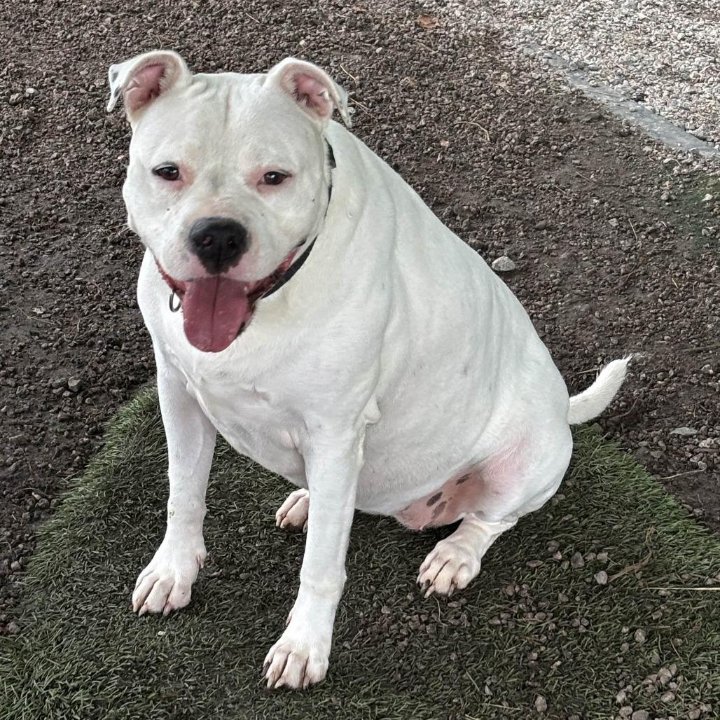 Enlarge Casterly, a Adoptable Pit Bull Terrier in Newport, NC image 3/6