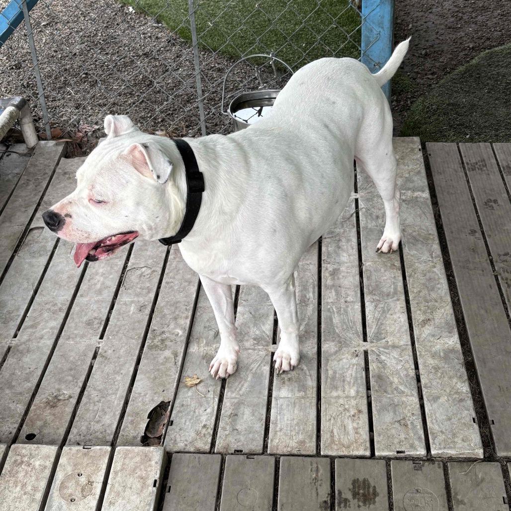 Enlarge Casterly, a Adoptable Pit Bull Terrier in Newport, NC image 4/6