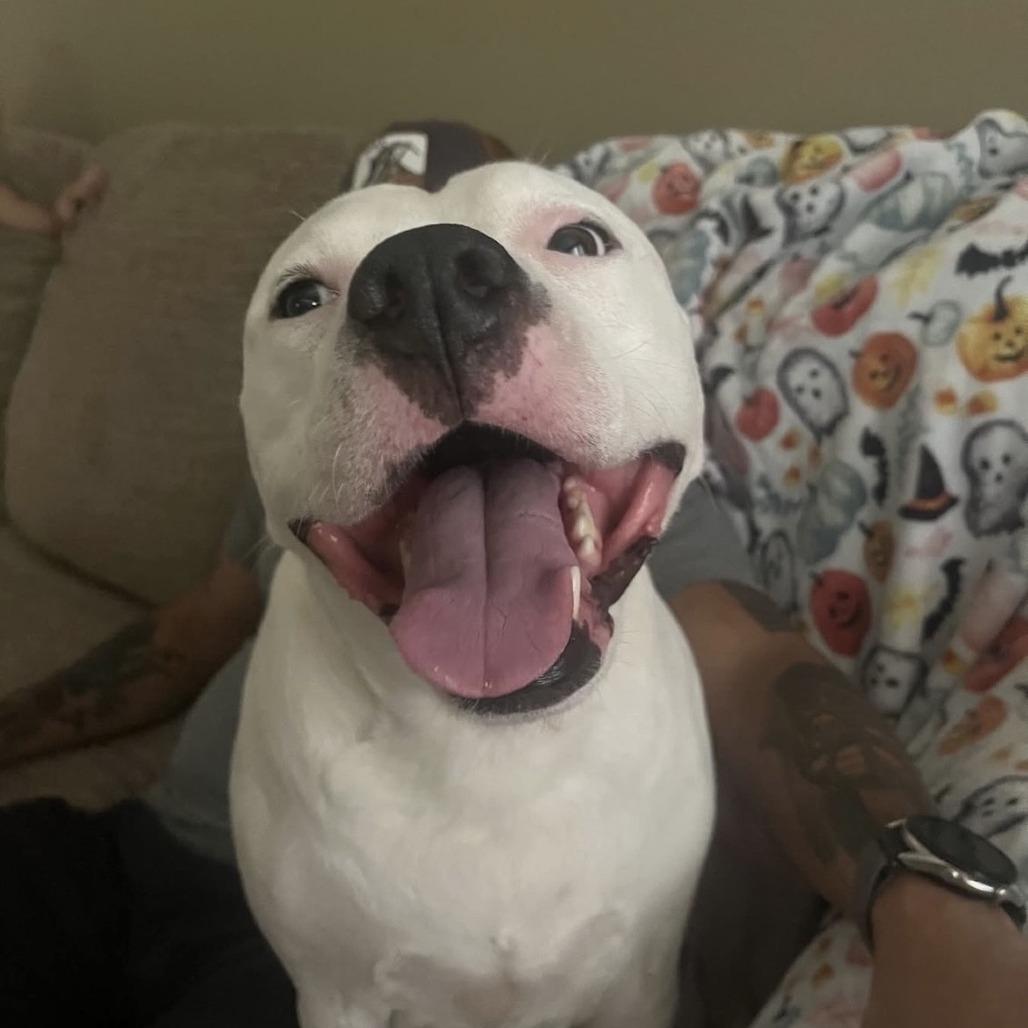 Enlarge Casterly, a Adoptable Pit Bull Terrier in Newport, NC image 5/6