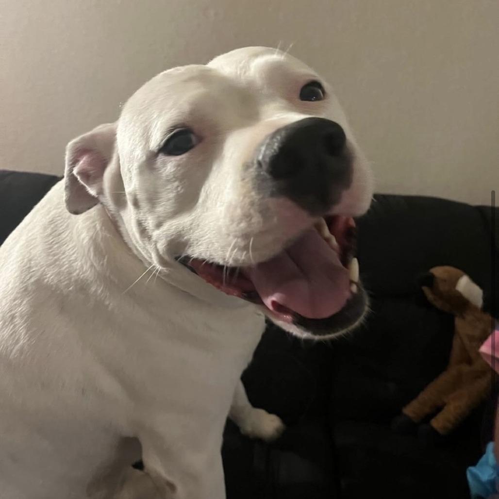 Enlarge Casterly, a Adoptable Pit Bull Terrier in Newport, NC image 6/6