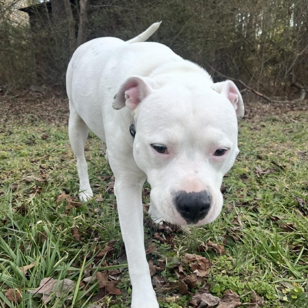 Enlarge Casterly, a Adoptable Pit Bull Terrier in Newport, NC image 6/6