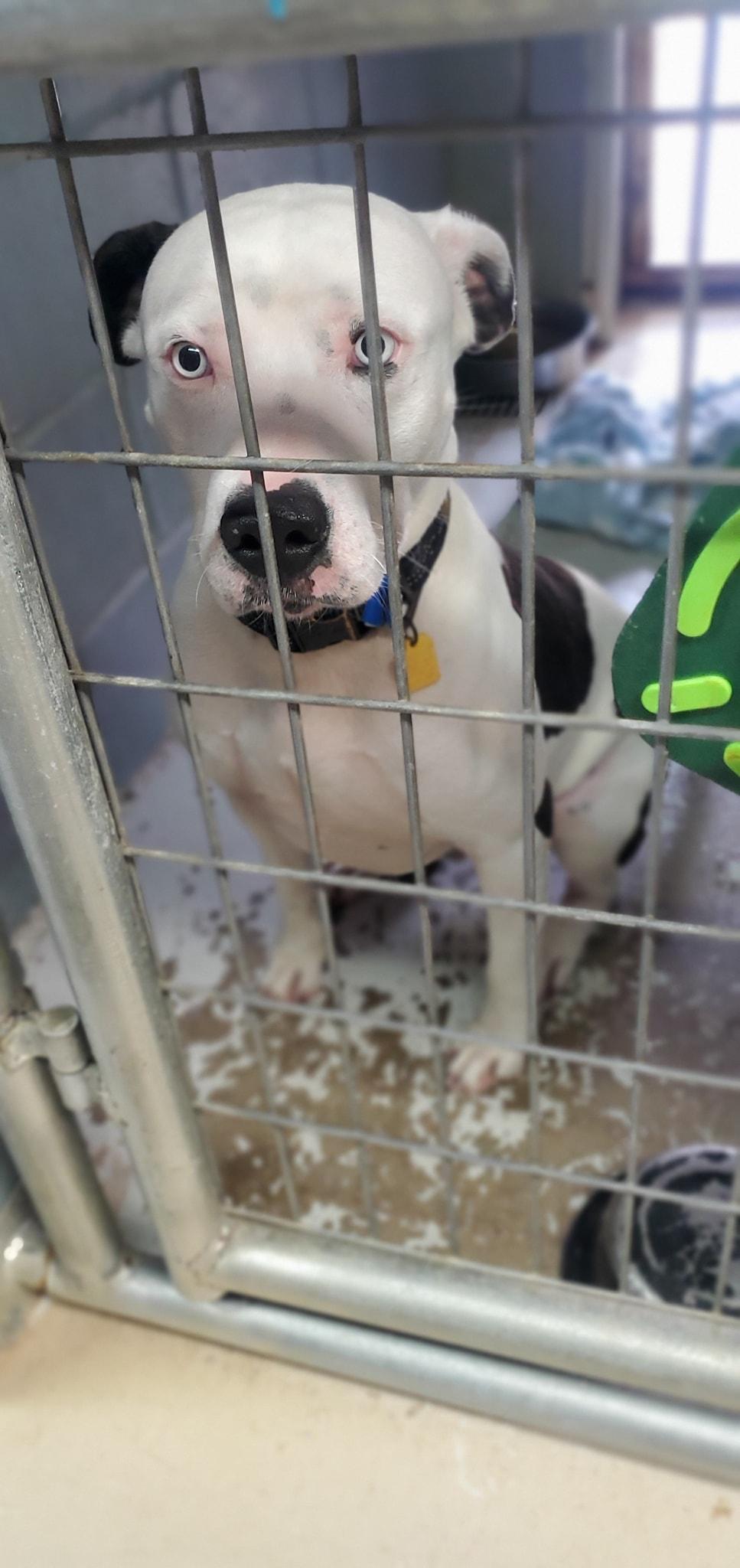 Enlarge Frank, a Adoptable mixed breed in Attica, IN image 1/2