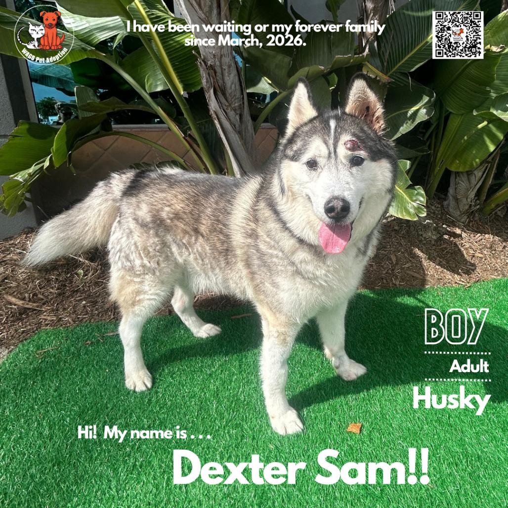 Enlarge Dexter Sam, a Adoptable Husky in Westminster, CA image 1/3