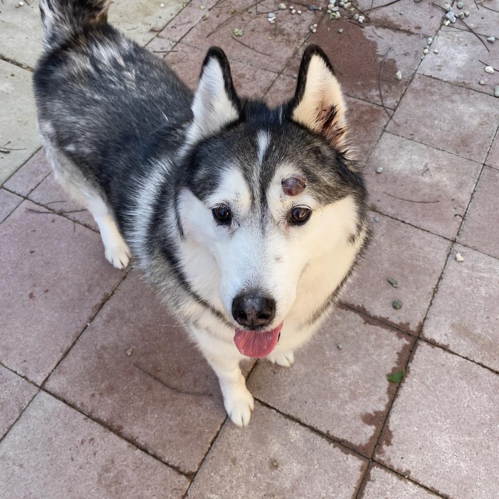 Enlarge Dexter Sam, a Adoptable Husky in Westminster, CA image 2/3
