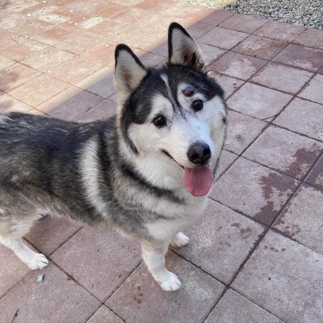 Enlarge Dexter Sam, a Adoptable Husky in Westminster, CA image 3/3