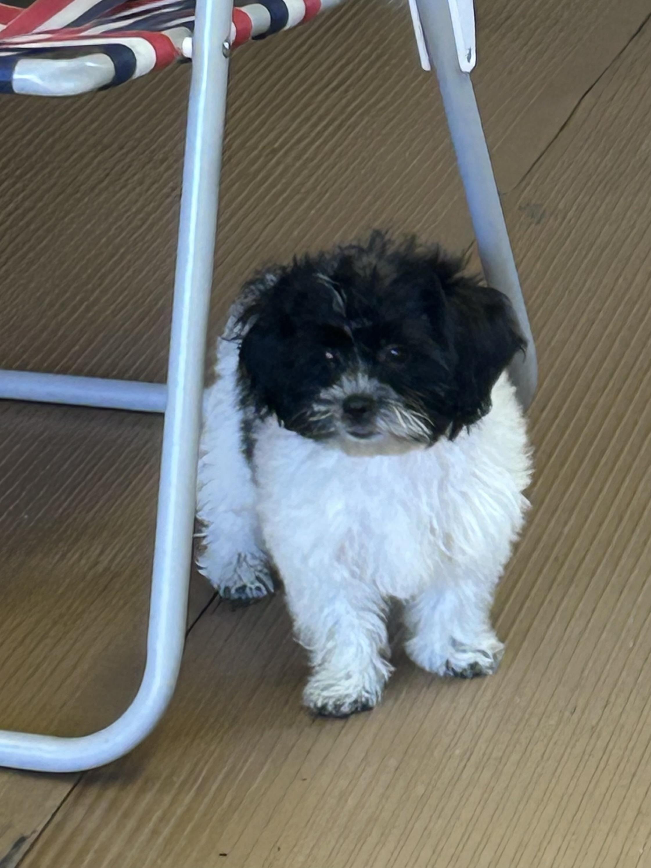 Enlarge LIZZY, a Adopted Shih poo in Rossford, OH image 3/5