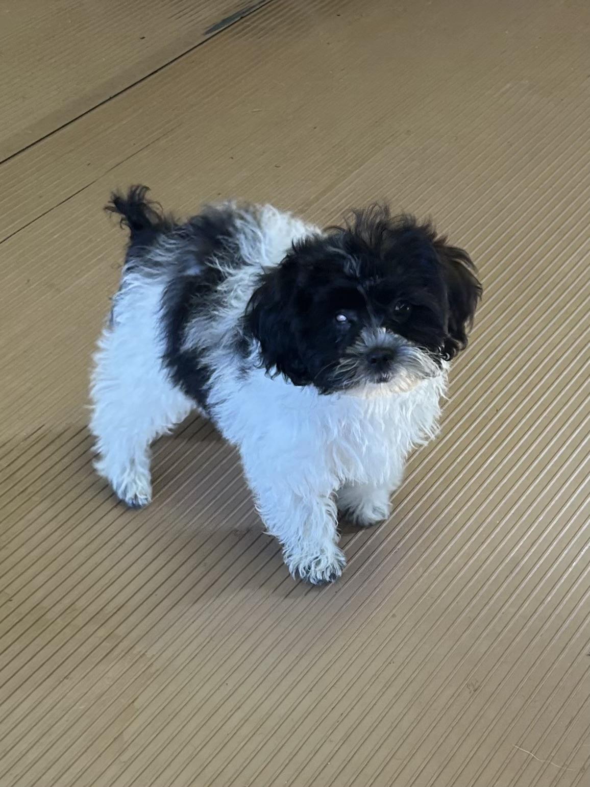 Enlarge LIZZY, a Adopted Shih poo in Rossford, OH image 4/5