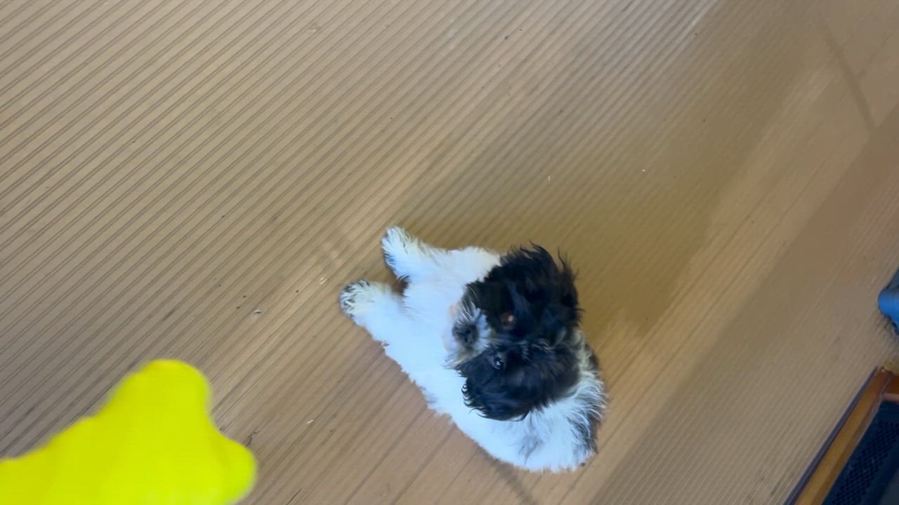 Enlarge LIZZY, a Adopted Shih poo in Rossford, OH video 5/5