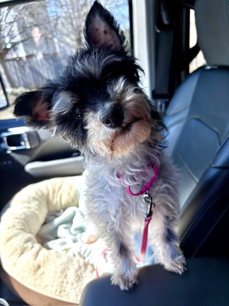 Enlarge Brooklyn, a Adoptable Yorkshire Terrier in Arlington, VA image 2/3