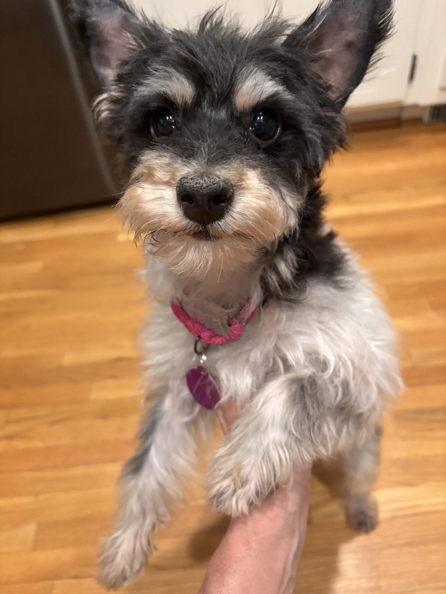 Enlarge Brooklyn, a Adoptable Yorkshire Terrier in Arlington, VA image 3/3