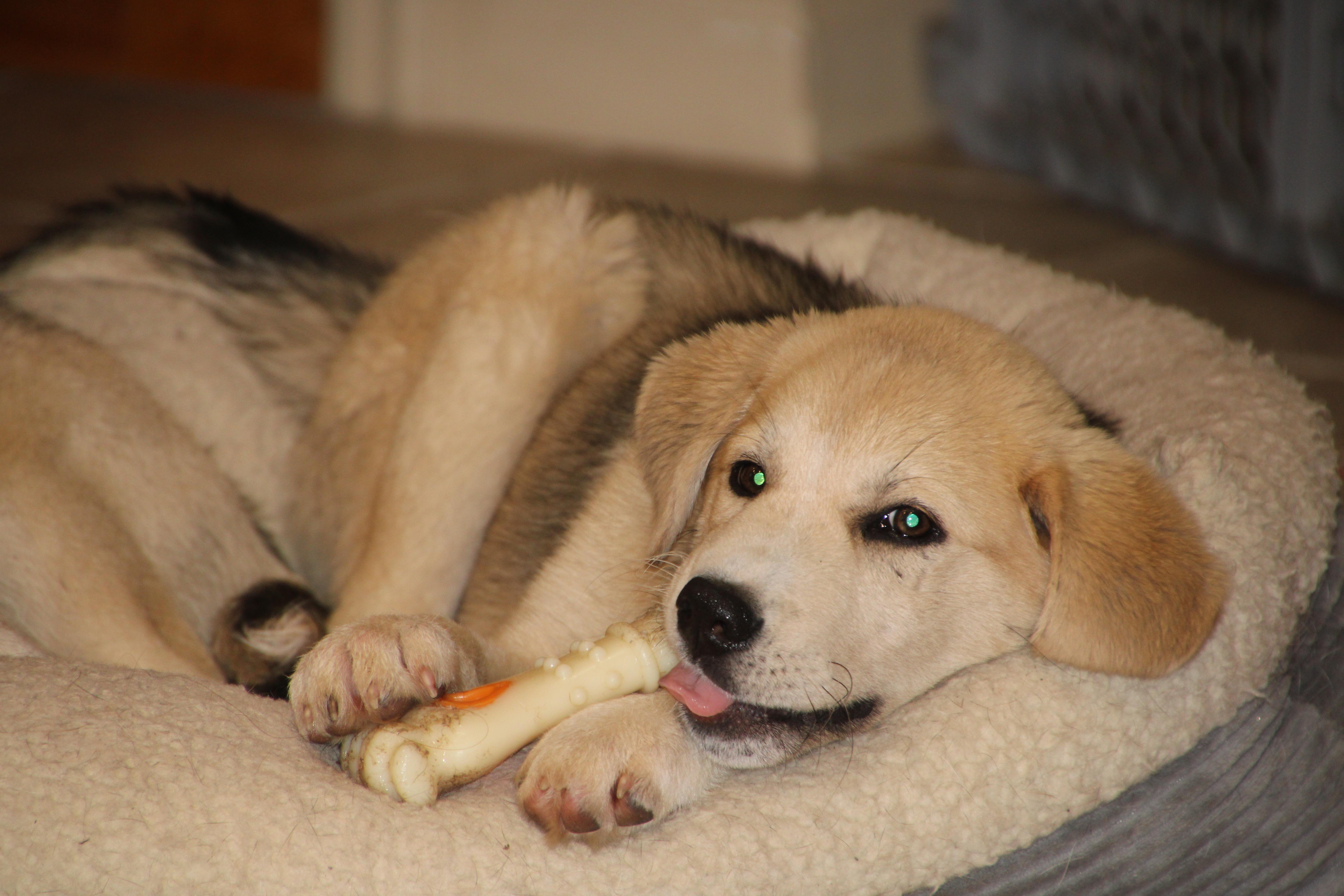 Enlarge Myla, a ADOPTABLE mixed breed in East Brunswick, NJ image 3/5