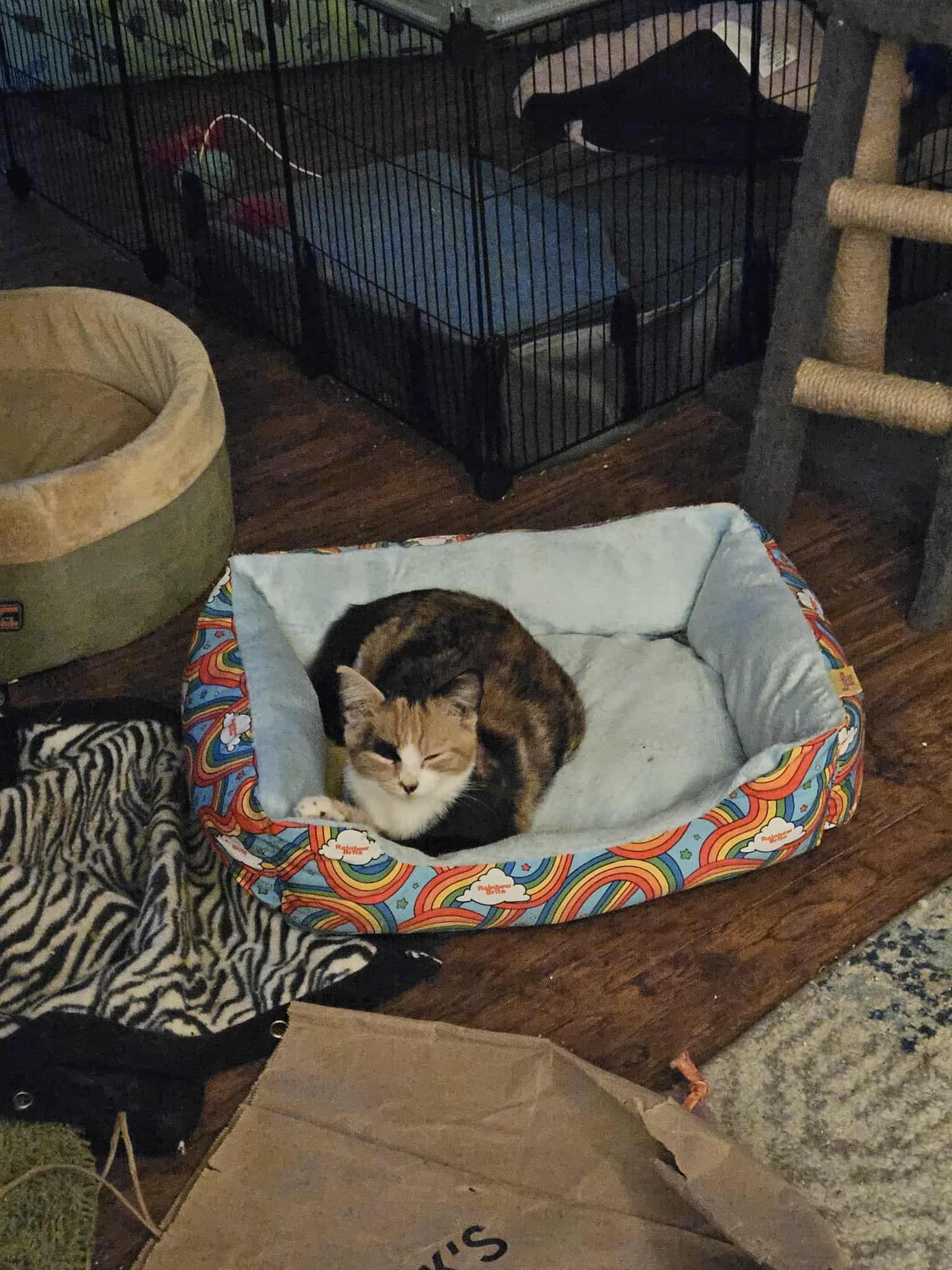 Enlarge Molly, a Adoptable Torbie in Lawrenceville, GA image 2/2