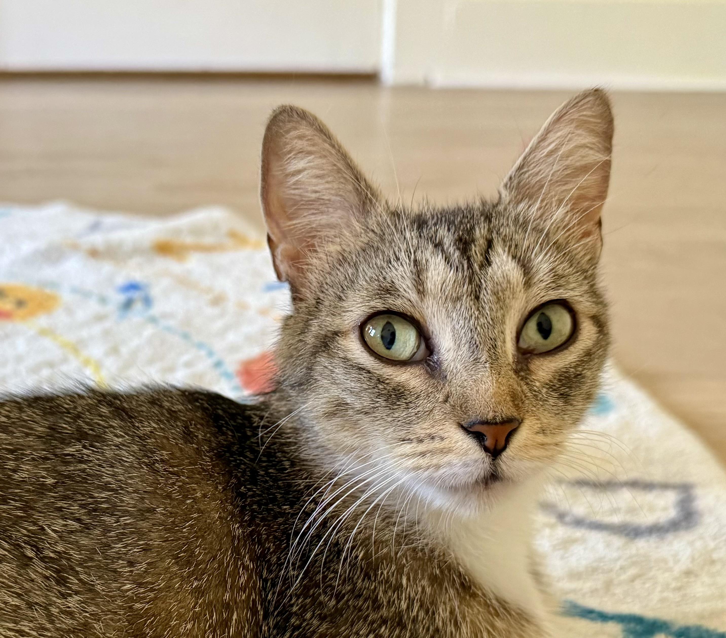 Enlarge Bonnie, a ADOPTABLE Domestic Short Hair in Montclair, NJ image 1/6