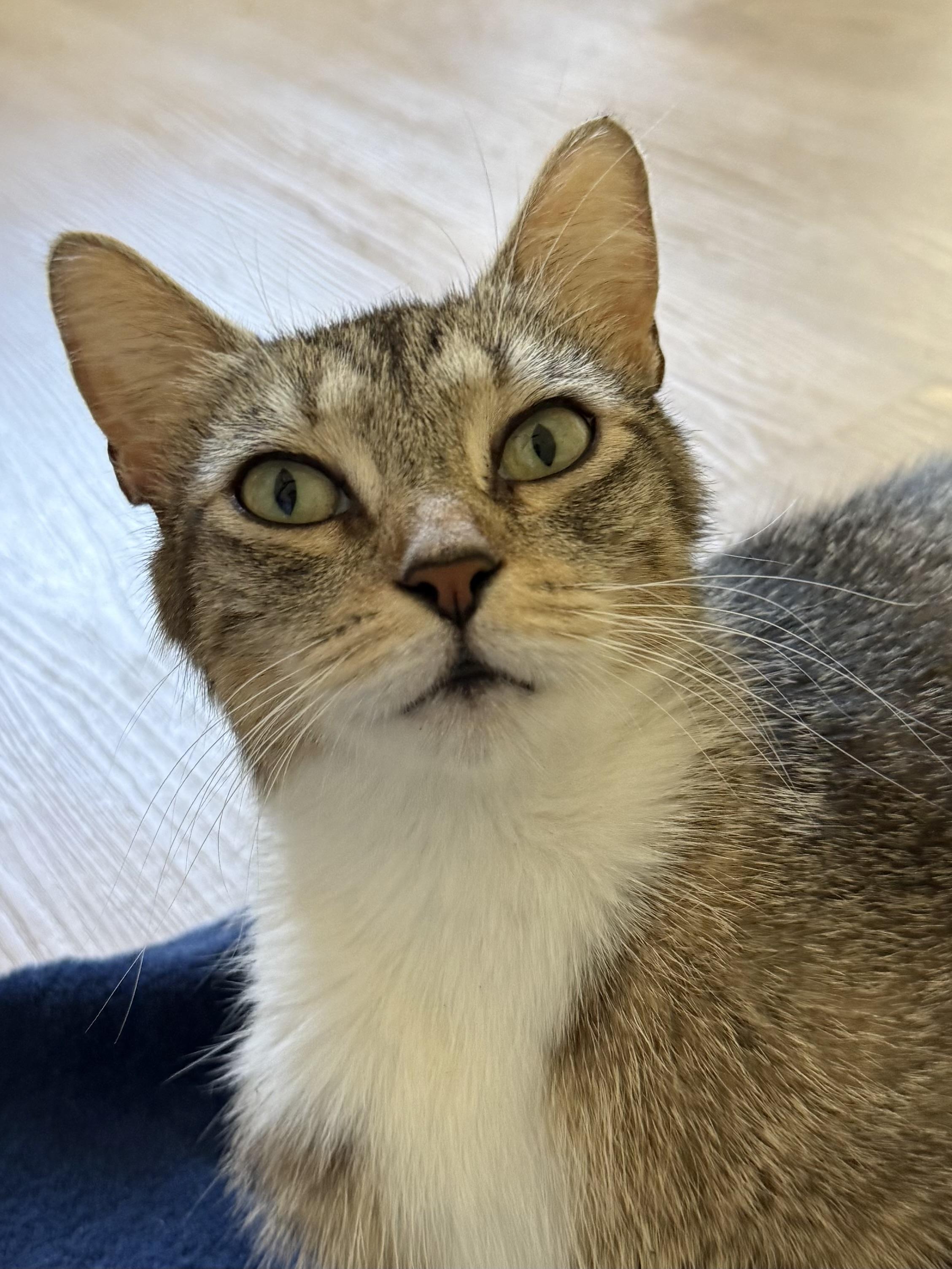 Enlarge Bonnie, a ADOPTABLE Domestic Short Hair in Montclair, NJ image 5/6