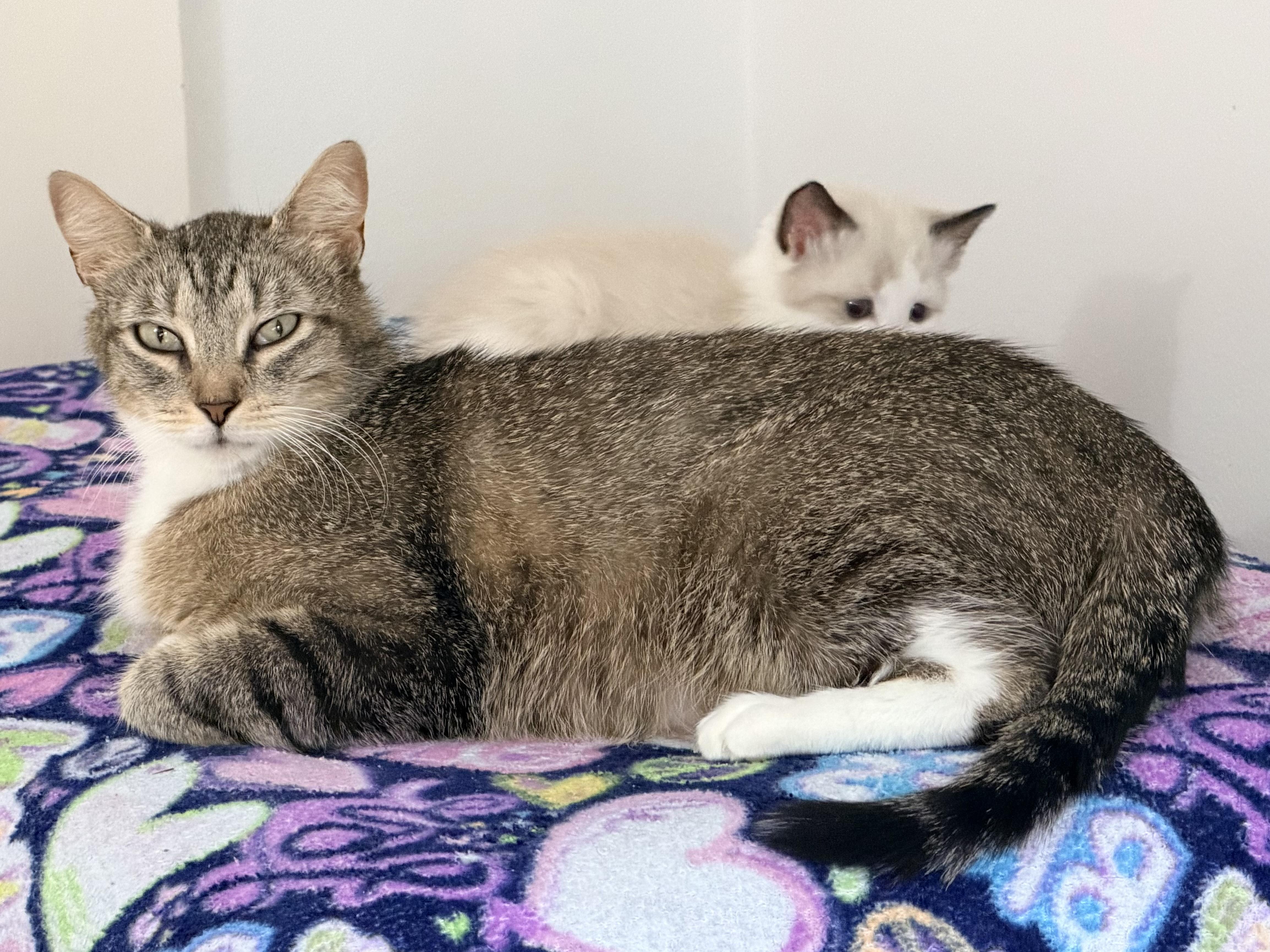 Enlarge Bonnie, a ADOPTABLE Domestic Short Hair in Montclair, NJ image 2/6
