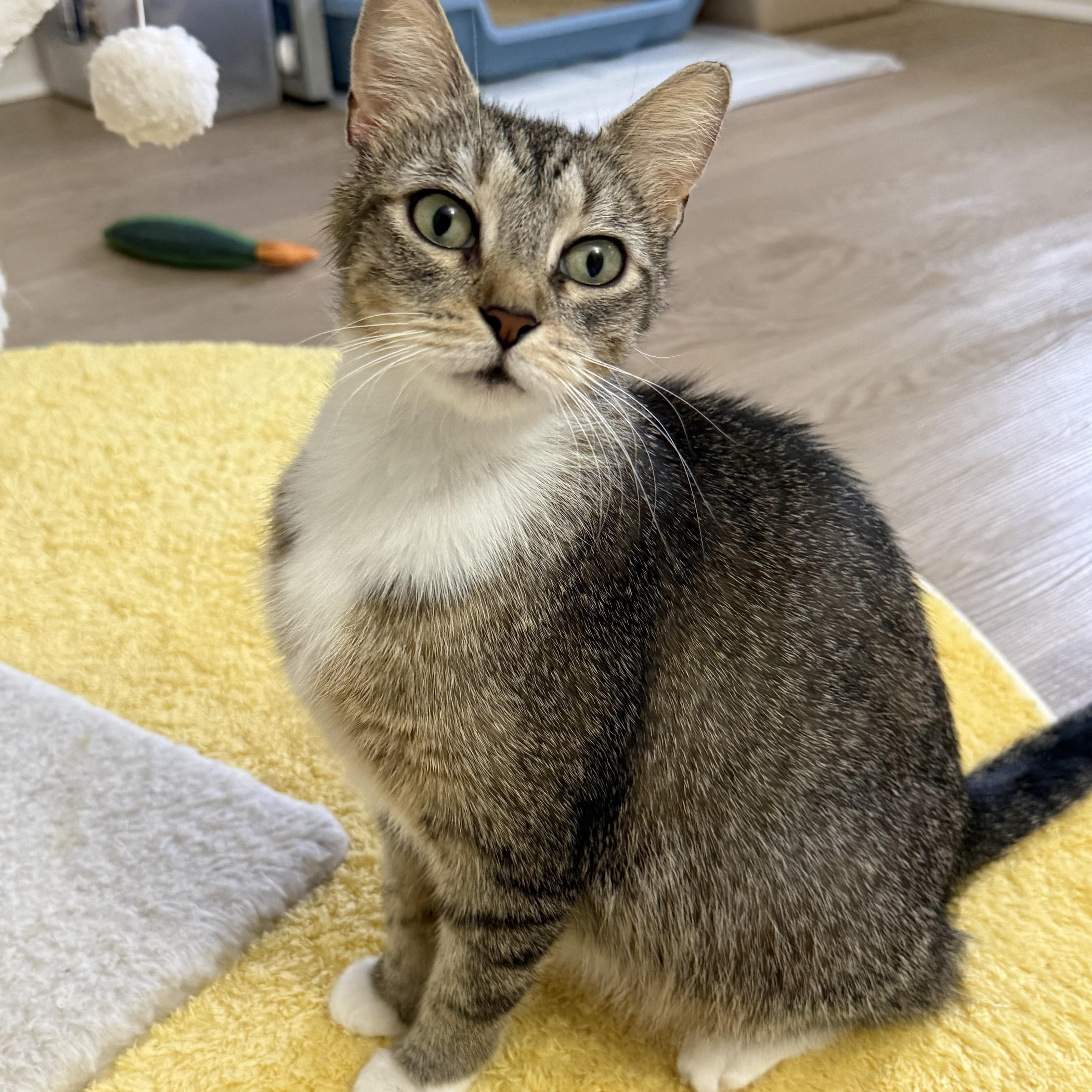 Enlarge Bonnie, a ADOPTABLE Domestic Short Hair in Montclair, NJ image 4/6