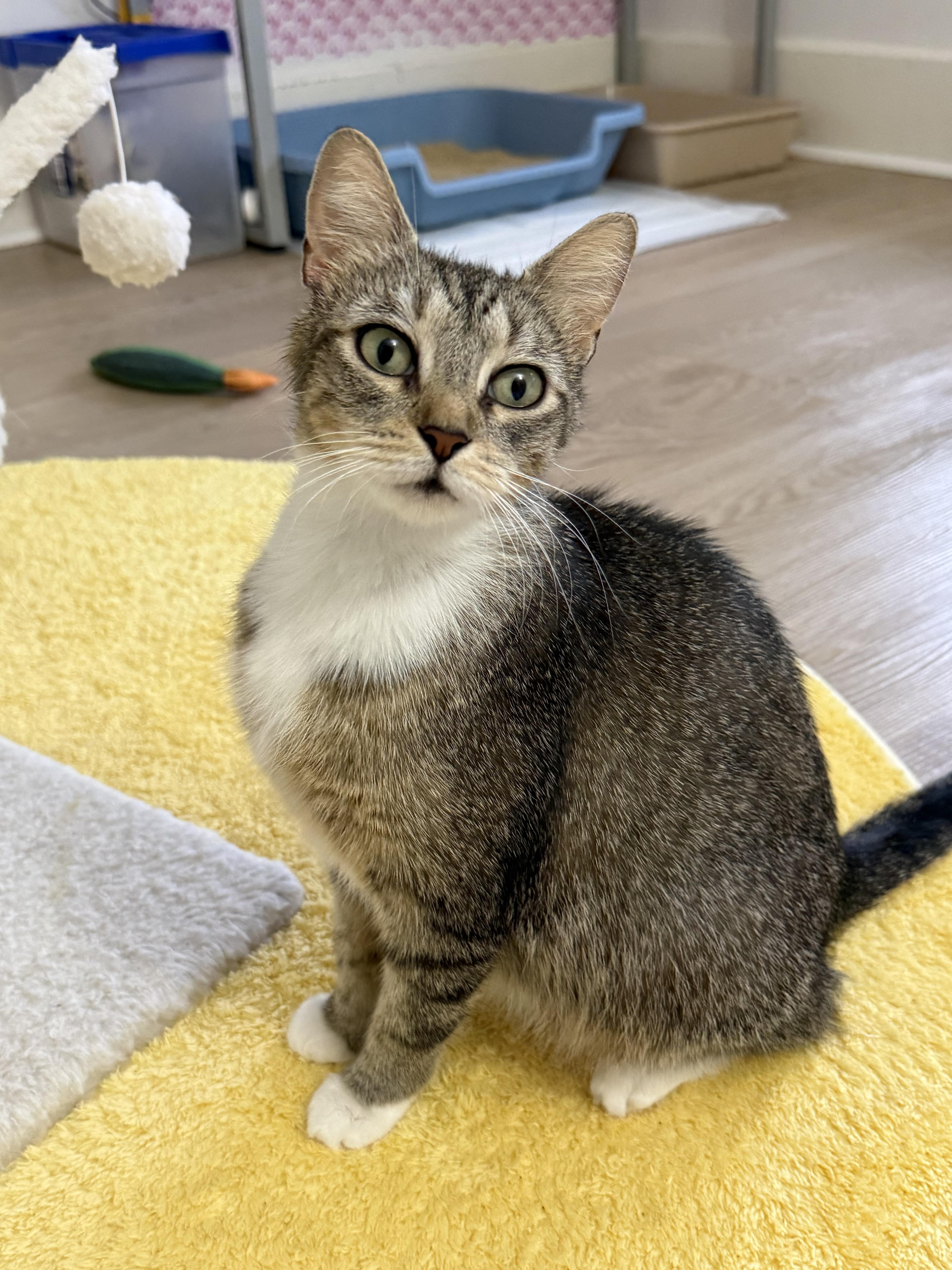 Enlarge Bonnie, a ADOPTABLE Domestic Short Hair in Montclair, NJ image 4/6