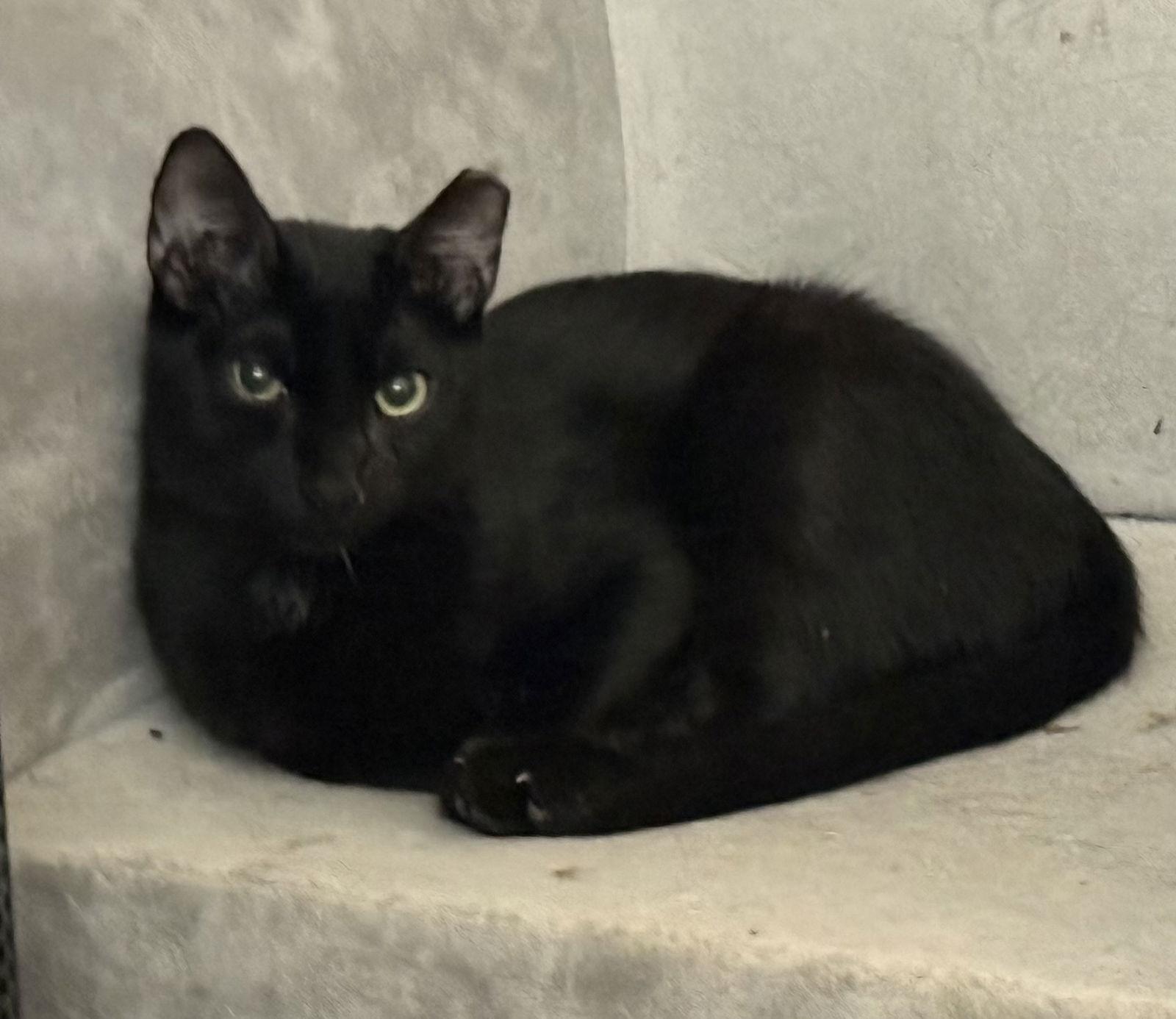 Enlarge Bagheera, a Adoptable mixed breed in Phoenix, AZ image 1/1