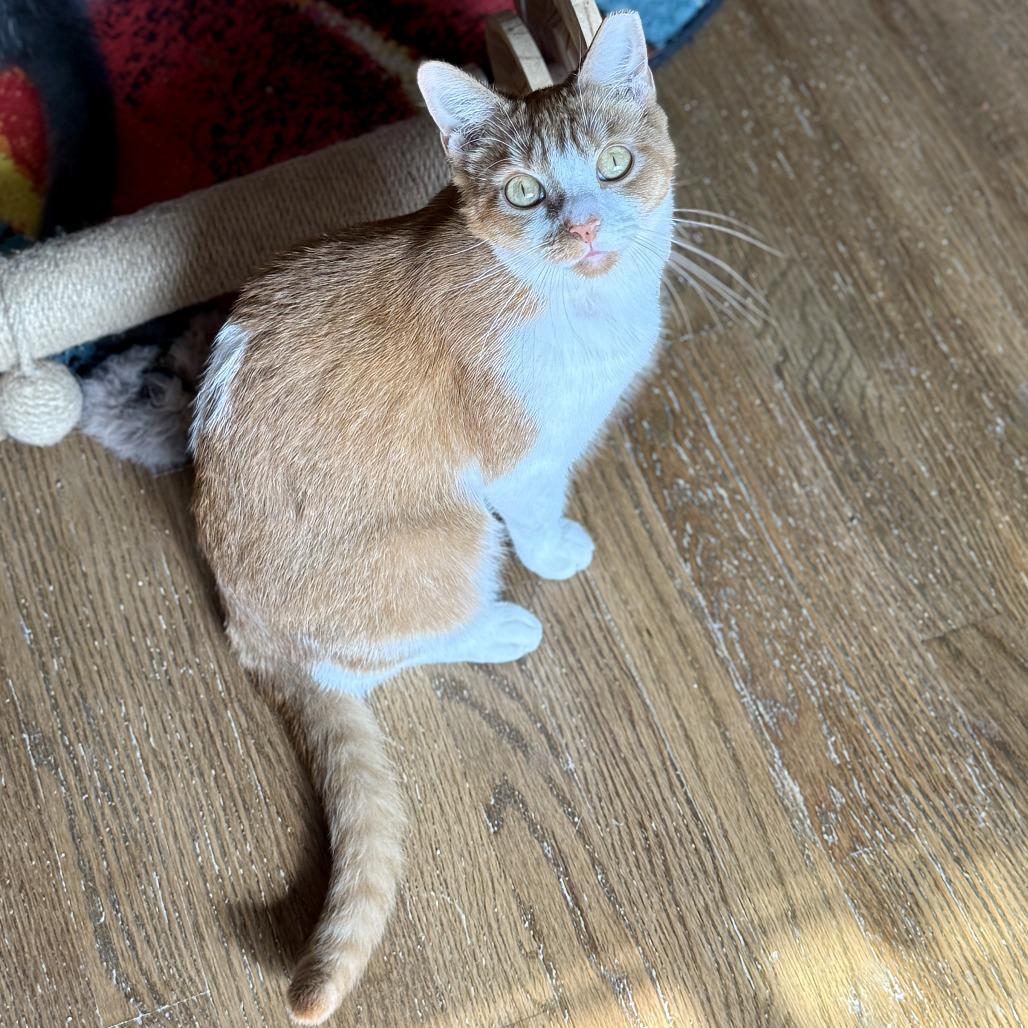 Noodle — thumbnail 2