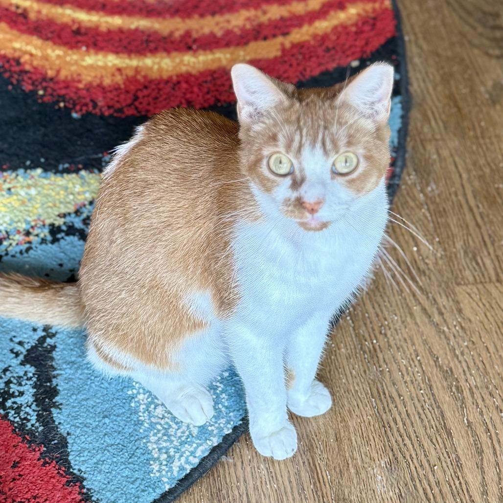 Noodle — thumbnail 3