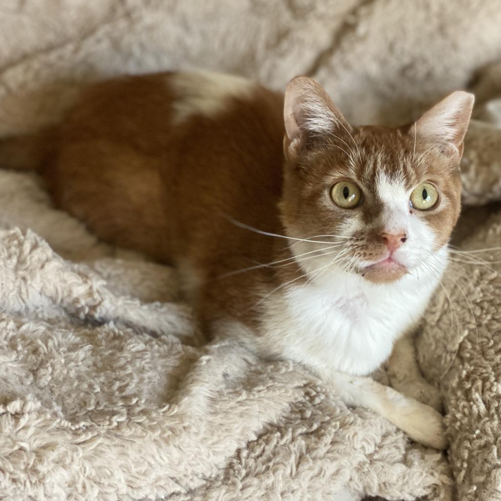 Noodle — thumbnail 5